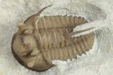 Scarce Cyphaspis Carrolli Trilobite - Oklahoma #226569-3